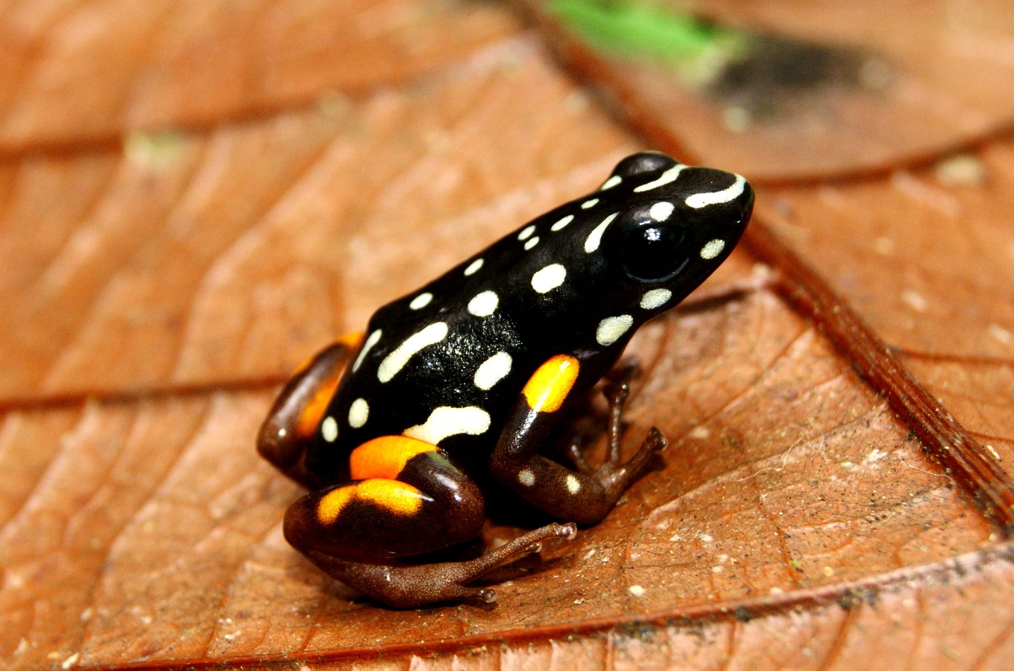 Adelphobates castaneoticus