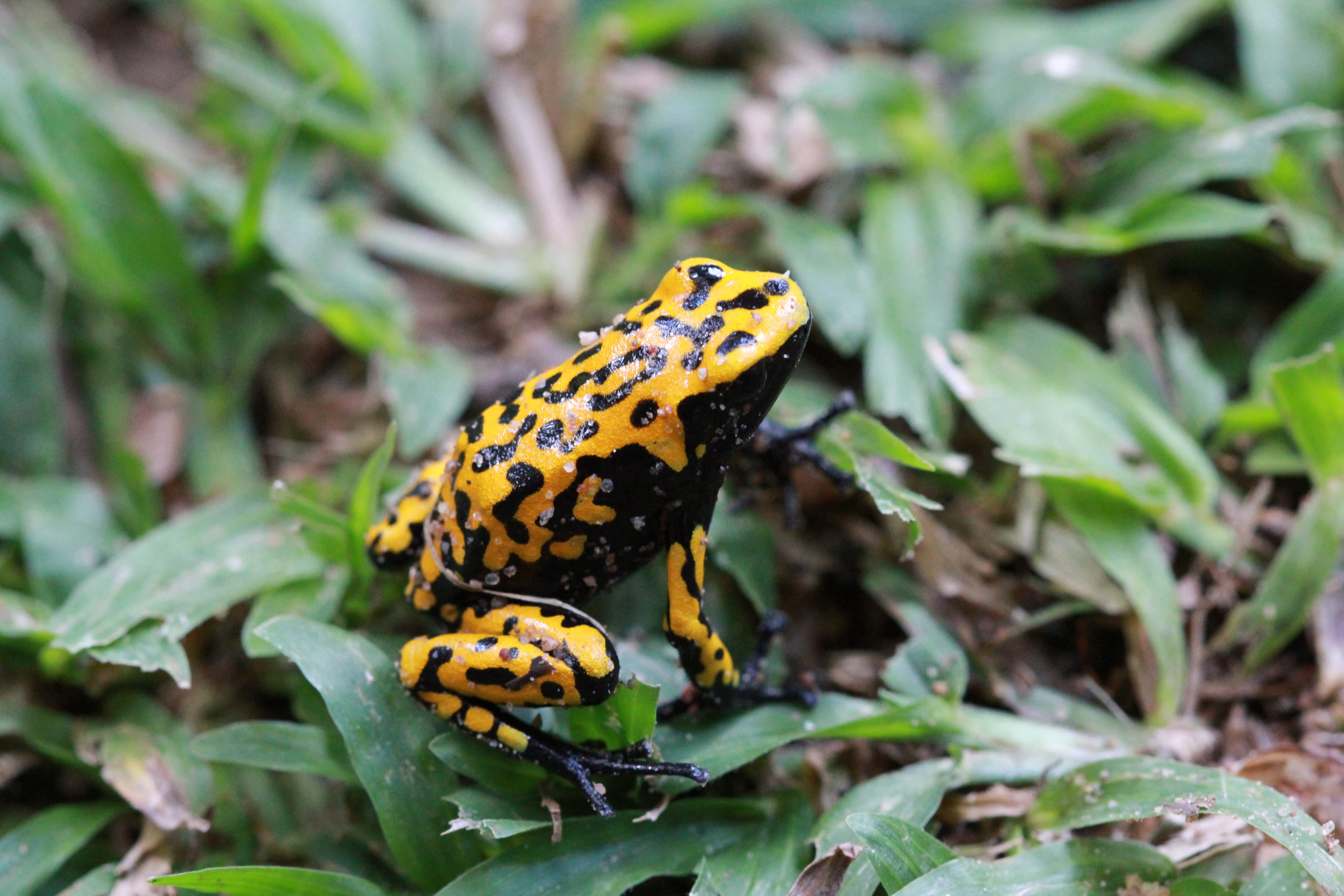 Adelphobates galactonotus