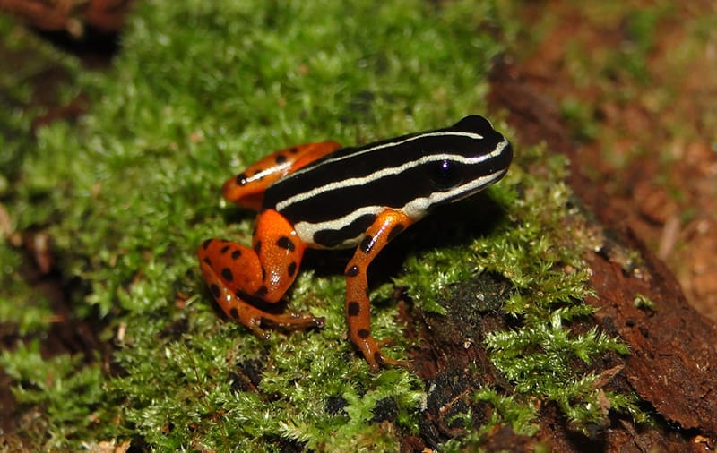 Adelphobates quinquevittatus