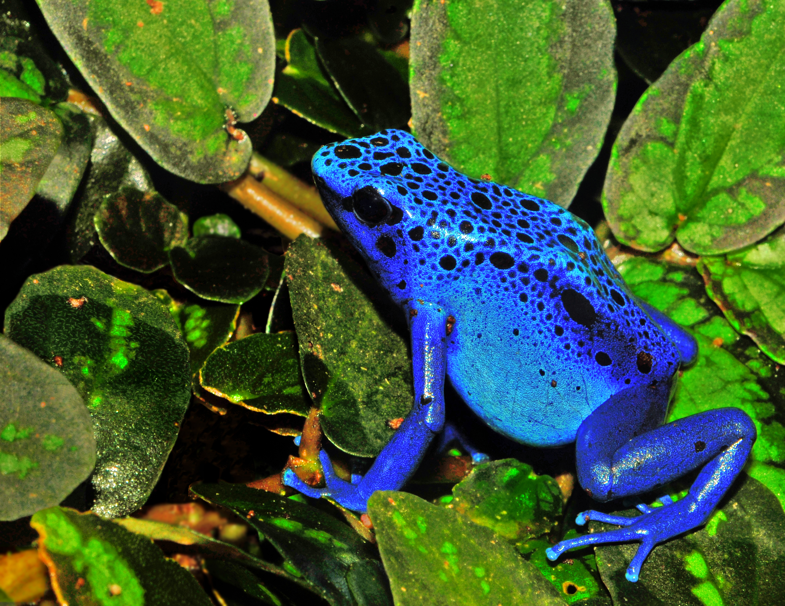 Dendrobates tinctorius - Färberfrosch "Azureus"
